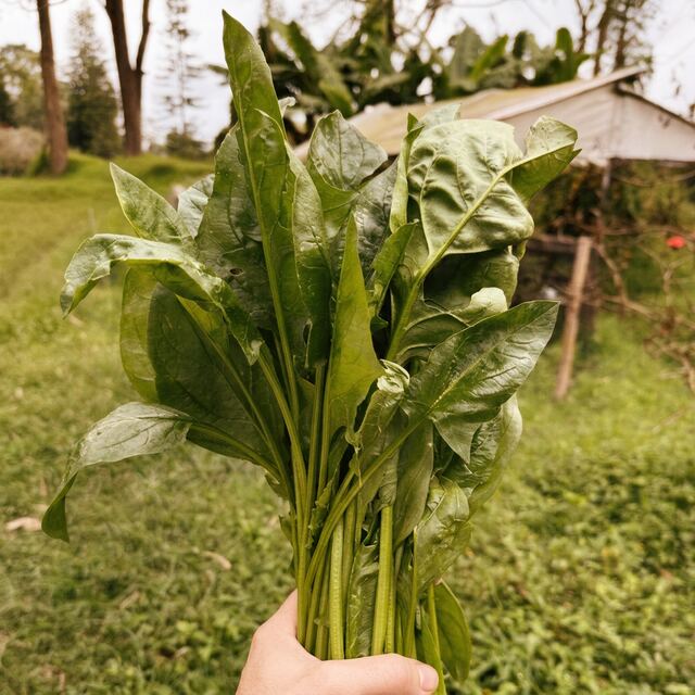 Espinaca Bogotana orgánico — VitaOrgánicos