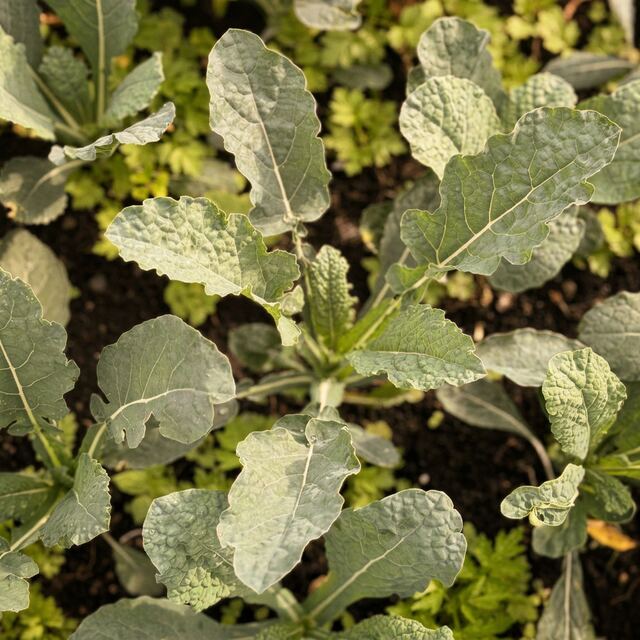 Kale Toscano orgánico — VitaOrgánicos