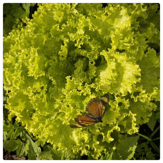 Lechuga Crespa Verde orgánico — VitaOrgánicos