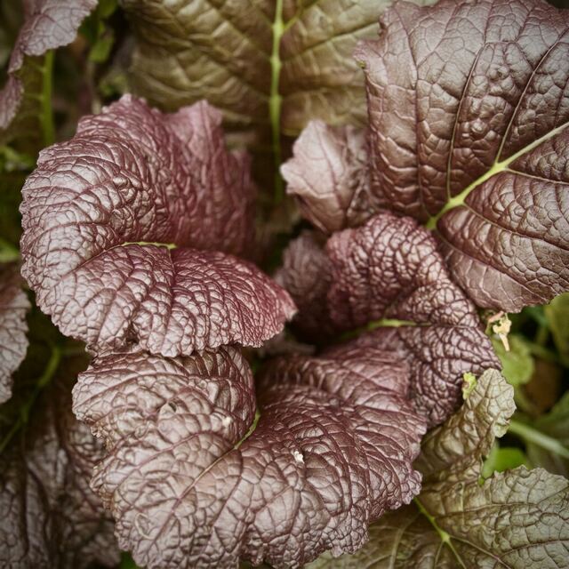 Lechuga Mizuna Morada orgánico — VitaOrgánicos