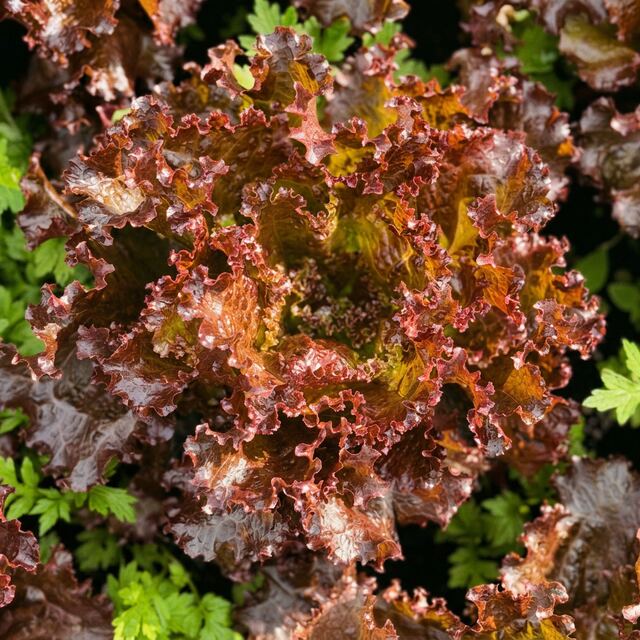 Lechuga Roble Morada orgánico — VitaOrgánicos