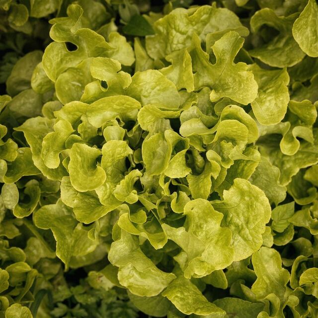 Lechuga Roble Verde orgánico — VitaOrgánicos