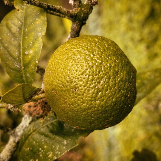 Limón Mandarino orgánico — VitaOrgánicos
