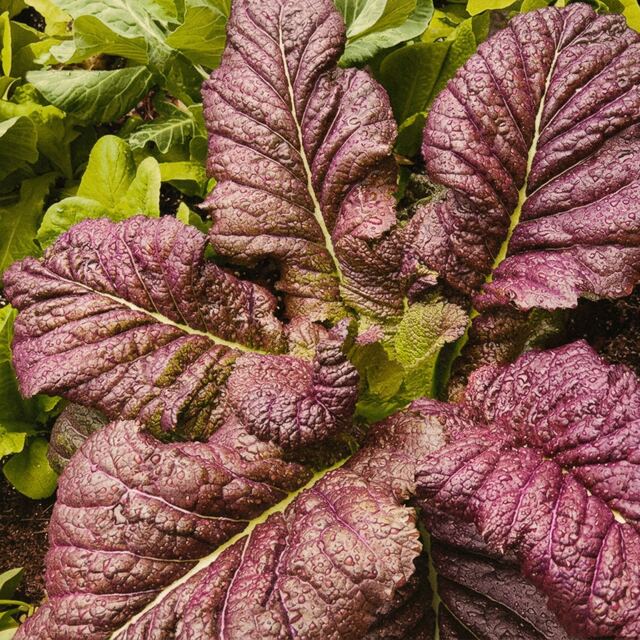 Mostaza Morada orgánico — VitaOrgánicos