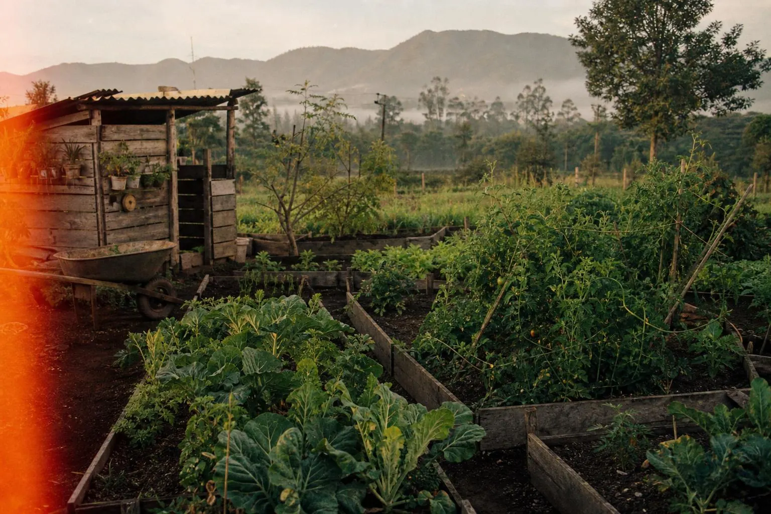 Un vistazo a nuestra finca: ¿Cómo funciona VitaOrgánicos de verdad?