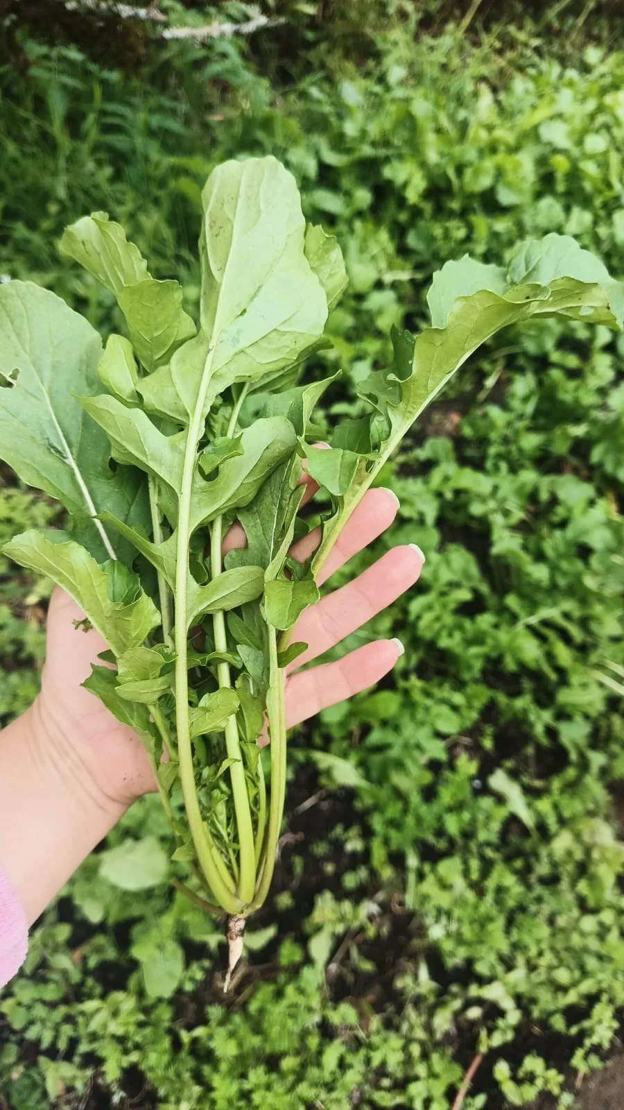 Rúcula recién cosechada en la mano, en la huerta orgánica de VitaOrgánicos en Llanogrande